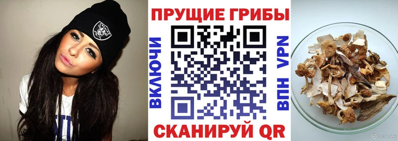 Галлюциногенные грибы Psilocybe  Купить закладки  Кинешма 